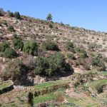 AICS, UNESCO, FAO Sustainable Agriculture Project in the villages of Hussan and Battir