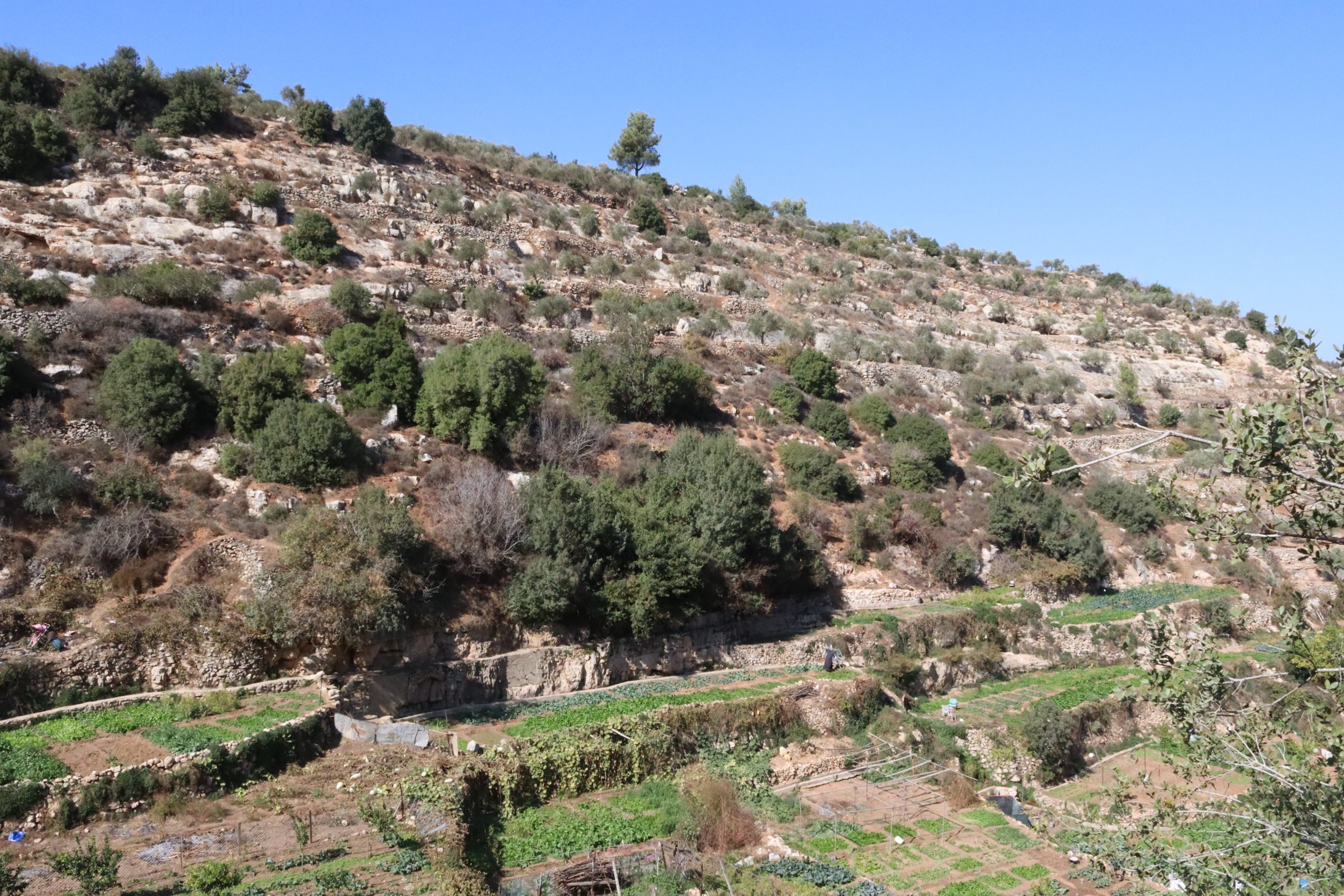 AICS, UNESCO, FAO Sustainable Agriculture Project in the villages of Hussan and Battir