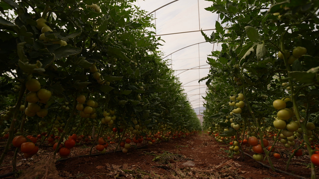 Visita Tamoun cooperative agricole AICS WeWorld